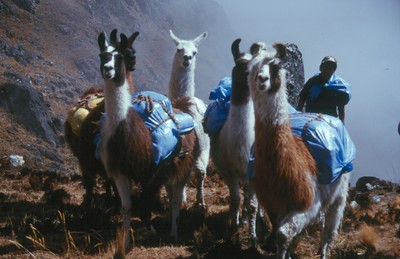 Fünf Lamas